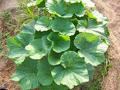 Acorn Squash Plant