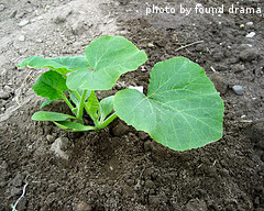 Acorn Squash Seedling