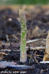 Growing Asparagus Spear
