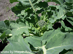 Baby Broccoli Head