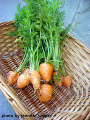 Harvesting Carrots