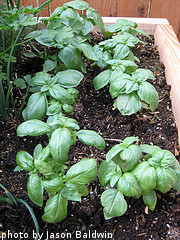 Basil Plants In Container