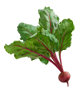 beet icon