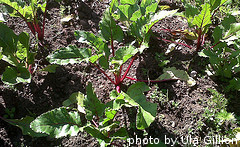 large beet seedlings