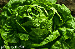 Bibb Lettuce Bibb Lettuce