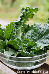 harvested kale leaves