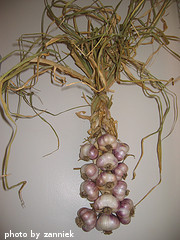 Braided Garlic