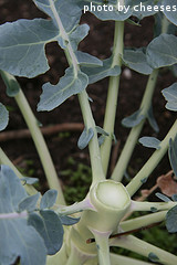 Harvested Broccoli Plant