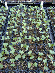 Cabbage Seedlings In Flat