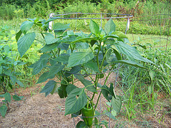 Caged Pepper Plant