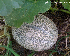 Growing Cantaloupe