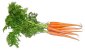 growing carrots