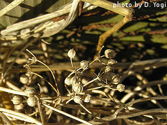 Coriander Seed Pods