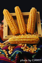 cob corn