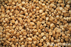 corn seeds
