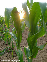 Sunset In Cornfield