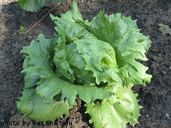 Growing Head of Lettuce