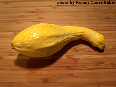 Crookneck Summer Squash