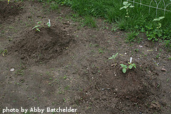 Cucumbers Growing In Mounds