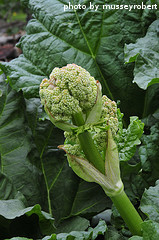 Rhubarb Seed Stalk