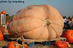 Giant Pumpkin