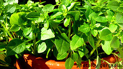 Greek Basil