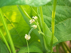 Green Bean Blossoms