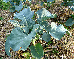 Broccoli Plant