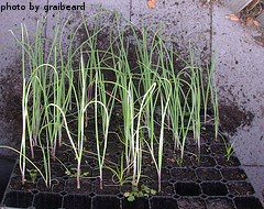 Growing Onion Seedlings