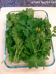 Harvested Cilantro Leaves