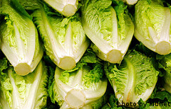 Romaine Lettuce Romaine Lettuce