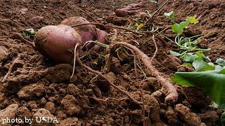 dug sweet potatoes