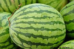 Harvested Watermelon