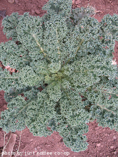 kale plant
