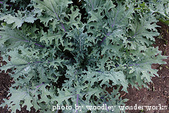 growing kale plant