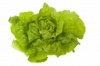 planted lettuce