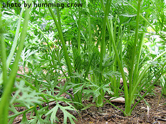 Long Carrot Tops