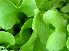 Leaf Lettuce