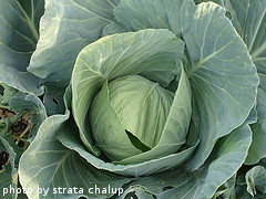 Mature Cabbage Plant
