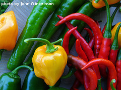 Multi-Colored Bell Peppers