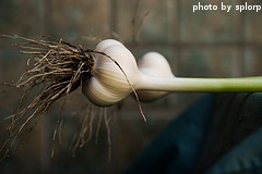 Newly Harvested Garlic Head