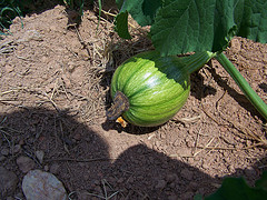 Baby Pumpkin On Vine