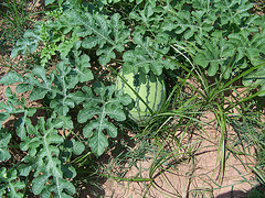 Baby Watermelon