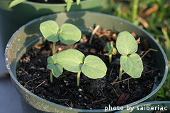 Okra Seedlings