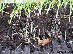 Onion Seedlings Ready For Transplant