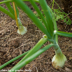 Onions Ready For Harvest