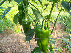 Pablano Peppers On Vine