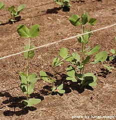 Growing Pea Plants