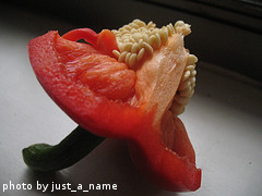 red pepper seed pod