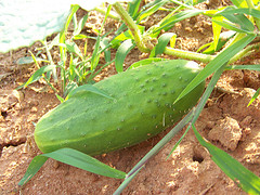 pickling cucumber on vine